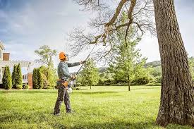 Best Emergency Tree Removal  in Madera Ranchos, CA