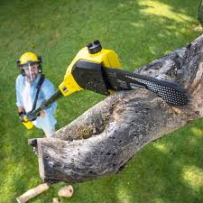 Best Stump Grinding and Removal  in Madera Ranchos, CA