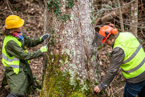 Best Fruit Tree Pruning  in Madera Ranchos, CA