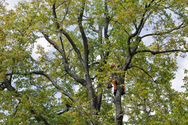 Best Tree and Shrub Care  in Madera Ranchos, CA